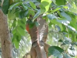 iguana reptile climb tree Stock Footage
