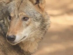 Wolf in the forest Stock Footage