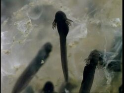 BCU newly emerged tadpole on spawn cases, external gills show on tadpoles, United Kingdom Stock Footage