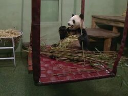 MS Tian Tian eating bamboo on swing  / Edinburgh, City of edinburgh, United Kingdom Stock Footage