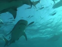 Low Angle hand-held - Sharks and other fish swarm at the surface of the water. Stock Footage