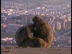 MCU Two Barbary apes sitting on hilltop above city, Baby sat between them Stock Footage