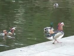 Pharaon duck 11  1080/60i Stock Footage