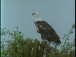 MS juvenile Palm nut vulture, Gypohierax angolensis, sitting on tree, Uganda, Africa Stock Footage
