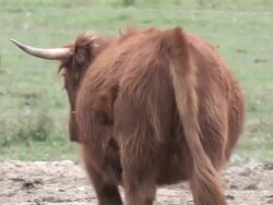 Brown steer 6 - HD 1080/30f Stock Footage
