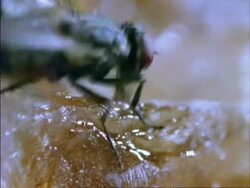 BCU Housefly feeding on sugar, England Stock Footage