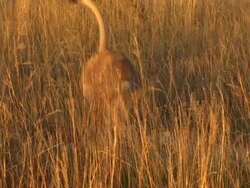 Lion running towards the camera Stock Footage