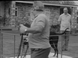 DOG EXERCISER News Clip