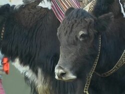 Close Up Shot Yaks Stock Footage