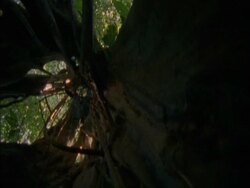 MS Low angle rotation, Inside hollow roots of Strangler Fig Tree (Ficus centrifolia), Panama Stock Footage