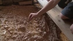 CLEAN : French teen finds 560,000 year old tooth News Clip