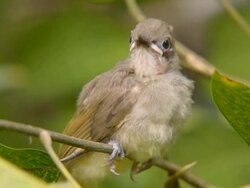 Baby Yellow Bulbul Stock Footage