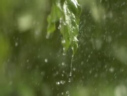 Rain on leaves Stock Footage