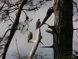 Hawks Watching Circling Vultures Stock Footage