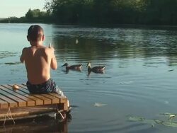Summer. Boy feeding duck Stock Footage