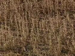 MS AERIAL View of Tobacco Fields / North Carolina, United States Stock Footage