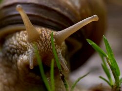 TS Snail showing the horns Stock Footage