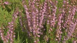 Bees & butterflies on plants close up shots News Clip