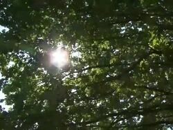 HD CRANE: Deciduous tree Stock Footage