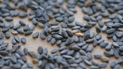 heap of sesame seeds, close-up Stock Footage