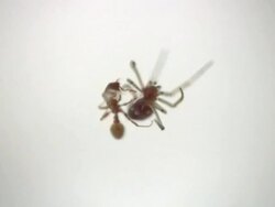 Battle Stock Footage