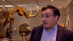 Mammoth sale of pre-historic fossils and skeletons News Clip