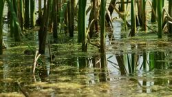 Cattails in a pond Stock Footage