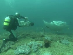 Manta, Cameraman films, DNA sample, Mozambique  Stock Footage