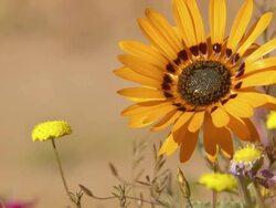 CU Shot of Orange Namaqualand daisies and common felicia and yellow buttons / Namaqualand, Northern Cape, South Africa Stock Footage