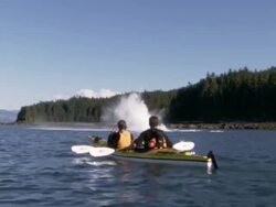 'Medium Long Shot hand-held push-in-A whale breaches the ocean near two men in a kayak. / Alaska, USA' Stock Footage