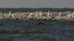 White pelicans crowd a sandbar. Stock Footage