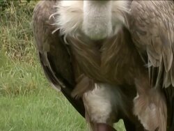 Vautour Stock Footage