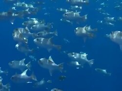 MS Schooling fish in blue water / Hawaii, United States Stock Footage