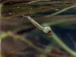 Culex Mosquito, MCU larva attached to surface of water Stock Footage