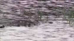 Seagrass sways in a Florida swamp near a submerged crocodile. Stock Footage