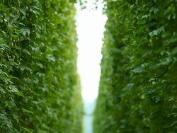 HD Hop Garden Tilt up Stock Footage