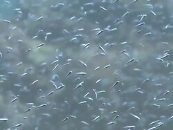 School of juvenile Striped Catfish (Plotosus lineatus), Monad Shoa, Malapascua, Philippines Stock Footage