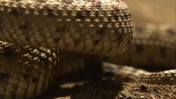 A sidewinder coils and strikes. Stock Footage