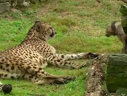 WS Adult Cheetah laying on ground as cub climbs over adult / Safari de Peaugres, France Stock Footage