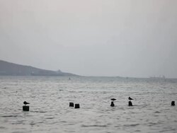 WS View of birds siting on bamboo in sea at sunset / Paracas, Nazca, Peru Stock Footage
