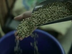 Raw Coffee Beans Stock Footage