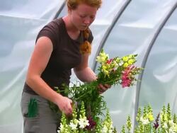MS SLO MO TS Shot of Young woman picks flowers in green/hoop house at organic farm / Chatham, Michigan, United States Stock Footage