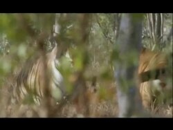 MS 2 Bengal tigers fighting in forest, Bannerghata NP, India Stock Footage