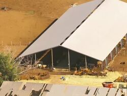 Small cattle feedlot Stock Footage