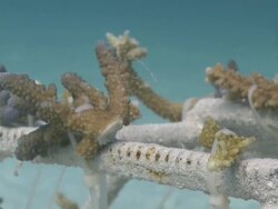 Coral fragments fixed to artificial reef structure, Kuda Huraa, North Male Atoll, The Maldives Stock Footage