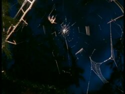 Time lapse Garden Spider (Araneus) spins orb web, England Stock Footage