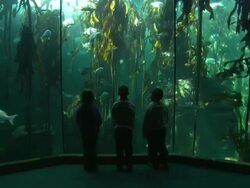 Aquarium Kelp tank, three kids looking, South Africa  Stock Footage