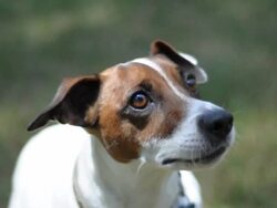 Jack Russell Terrier Watching Stock Footage