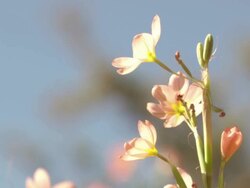MS Shot of Orange flowers of the common Cape tulip moving in the breeze / Namaqualand, Northern Cape, South Africa Stock Footage