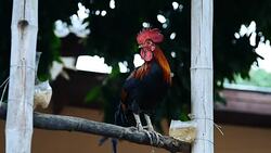 Rooster Stock Footage